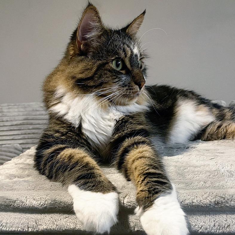 A close-up of a black, tan and white long-haired cat lying comfortably on a fluffy cat bed.