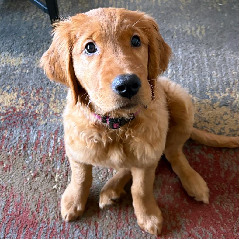 A close-up of a golden retriever puppy wearing a red collar while sitting on a colored rug.