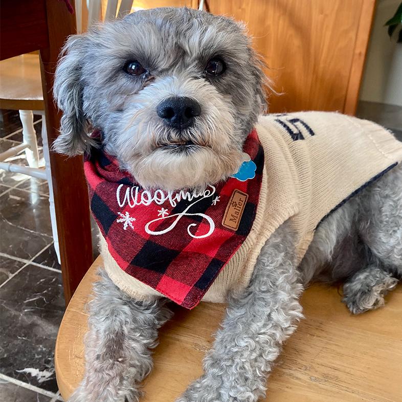 A close-up of a gray shih tzu dog lying on a wooden chair wearing a white knit sweater and a red flannel bandana.