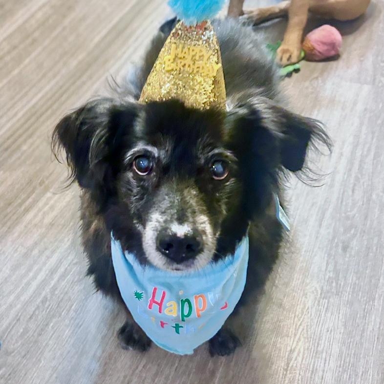 A close-up of a small black dog celebrating a birthday wearing a gold glitter party hat and a blue 'Happy Birthday' bandana.