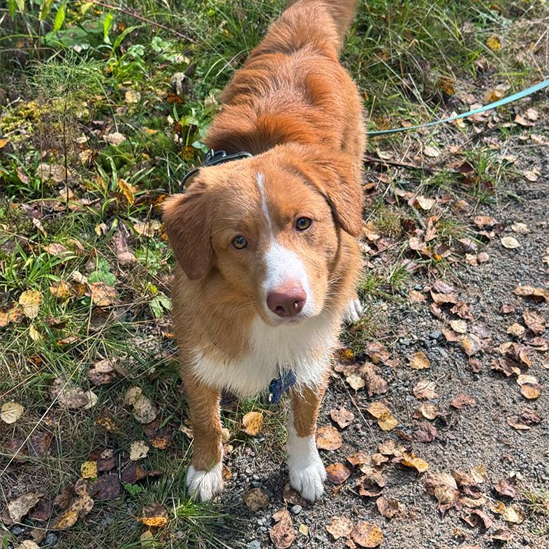 A close-up of a tan and white dog on a blue leash standing on a dirt path in the woods.