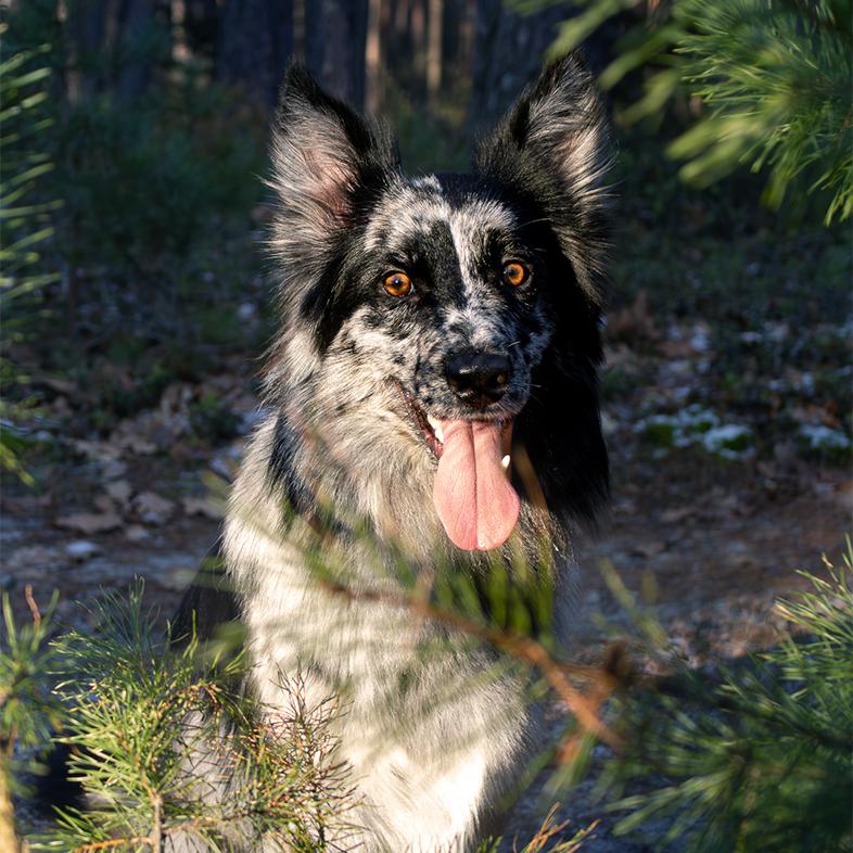 A close-up of a white and black dog with bright orange eyes sitting in a forest surrounded by pine trees.