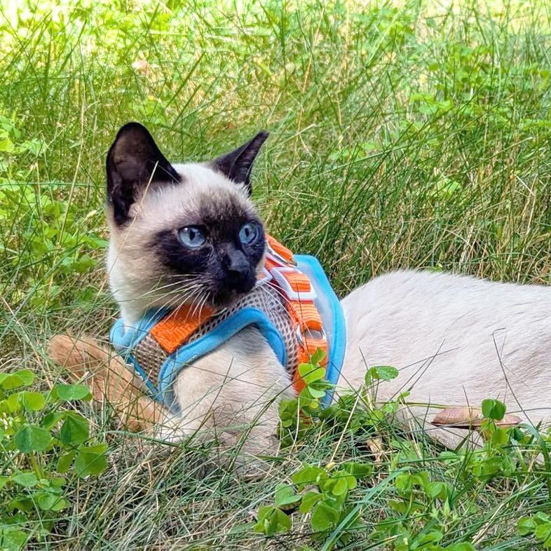 A Siamese cat wearing a blue and orange harness lying in a field of tall green grass.
