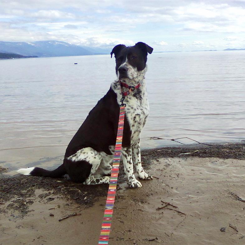 A white and black dog on a brightly colored leash sitting on a beach in front of a large body of water.