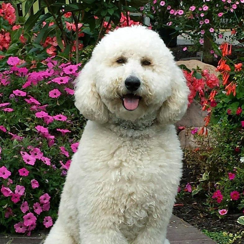 A white fluffy dog sitting on a brick patio in front of bushes of vibrant pink and red flowers.