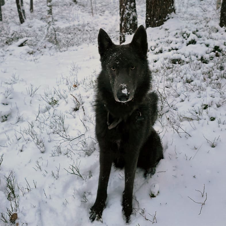 A black dog sitting outside in a snow-covered forest with snowflakes on its nose and face.