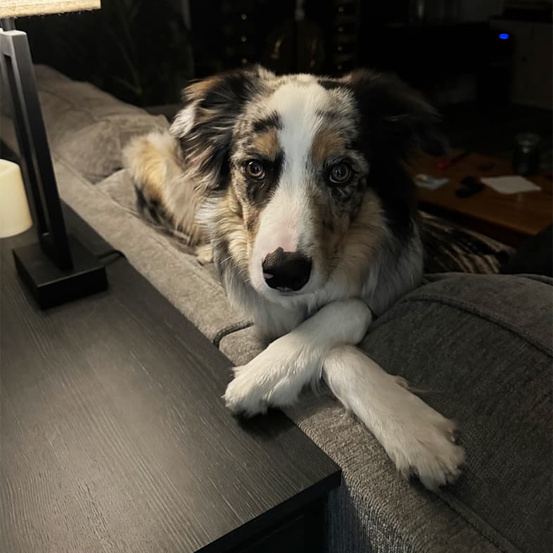 A black, tan and white border collie sitting with its two front paws crossed on the back of a couch next to a black table and lamp.