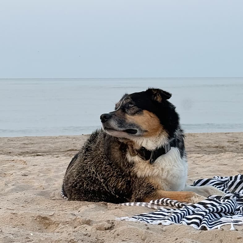 A black, tan and white dog lying comfortably in the sand on a beach on a cloudy day.