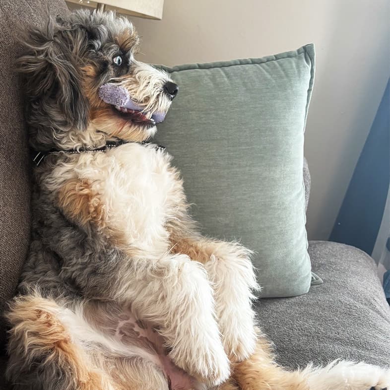 A brown, gray and white shaggy dog sitting upright on a sofa with a purple chew toy in its mouth.