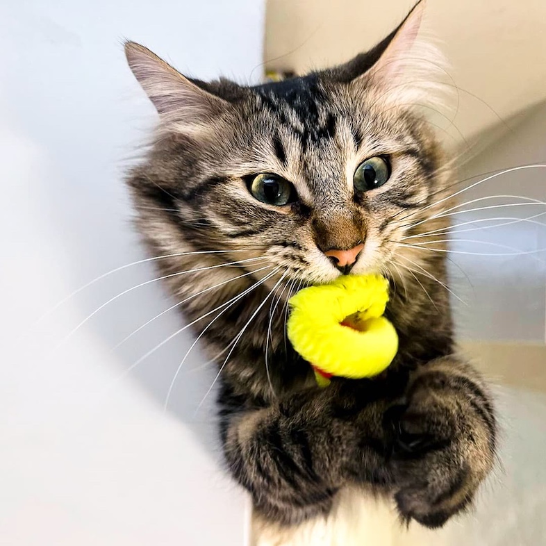 A close-up of a black, brown and tan cat with long white whiskers lying on its side while sucking on a yellow cat toy in its mouth.