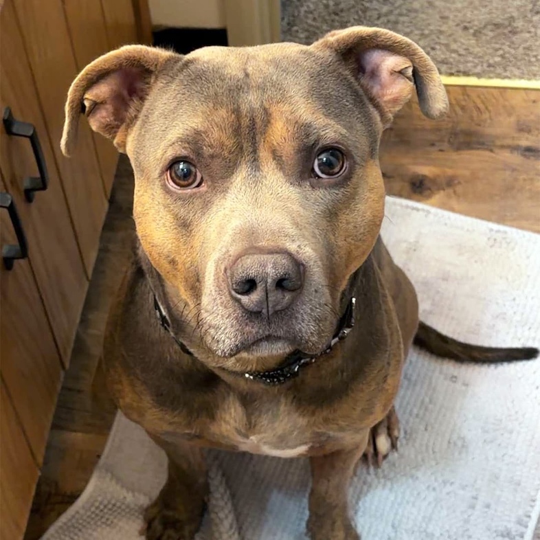 A close-up of a brown and tan dog looking up while sitting calmly on a bathroom rug.