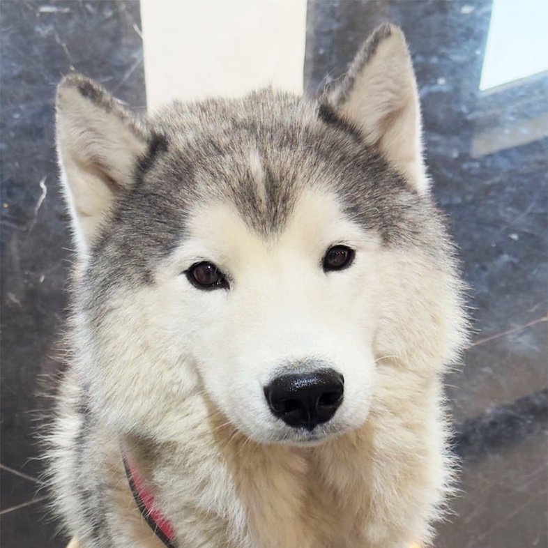 A close-up of a fluffy gray and white Siberian husky dog sitting comfortably on a marble floor.