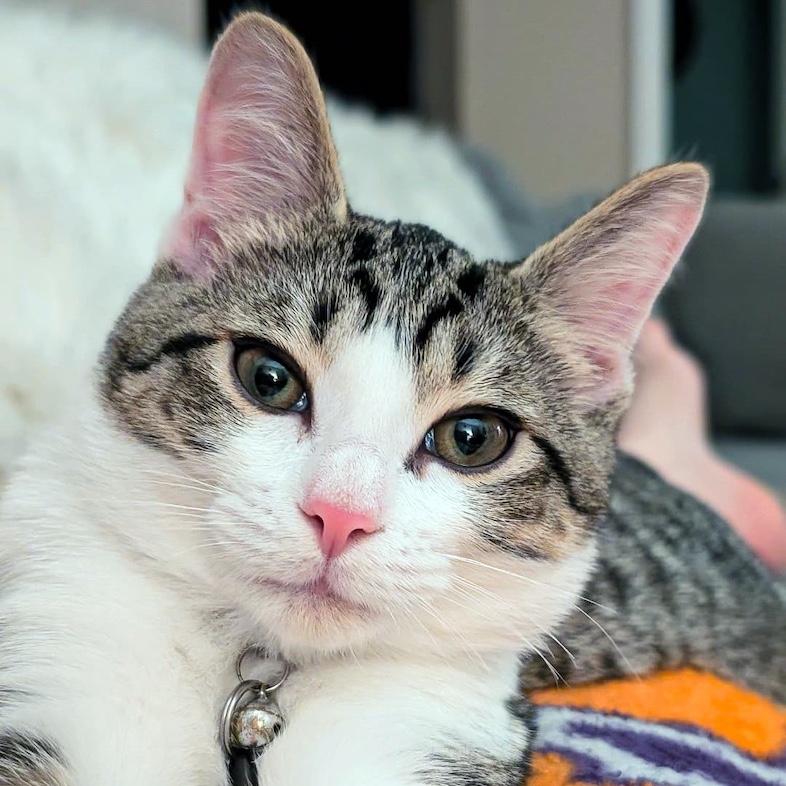 A close-up of a white cat with black and brown stripes and hazel eyes lying comfortably on a bright orange blanket.