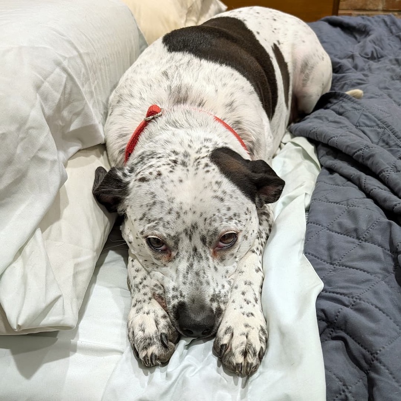 A close-up of a white dog with black spots wearing a bright red collar while lying comfortably on a soft bed.
