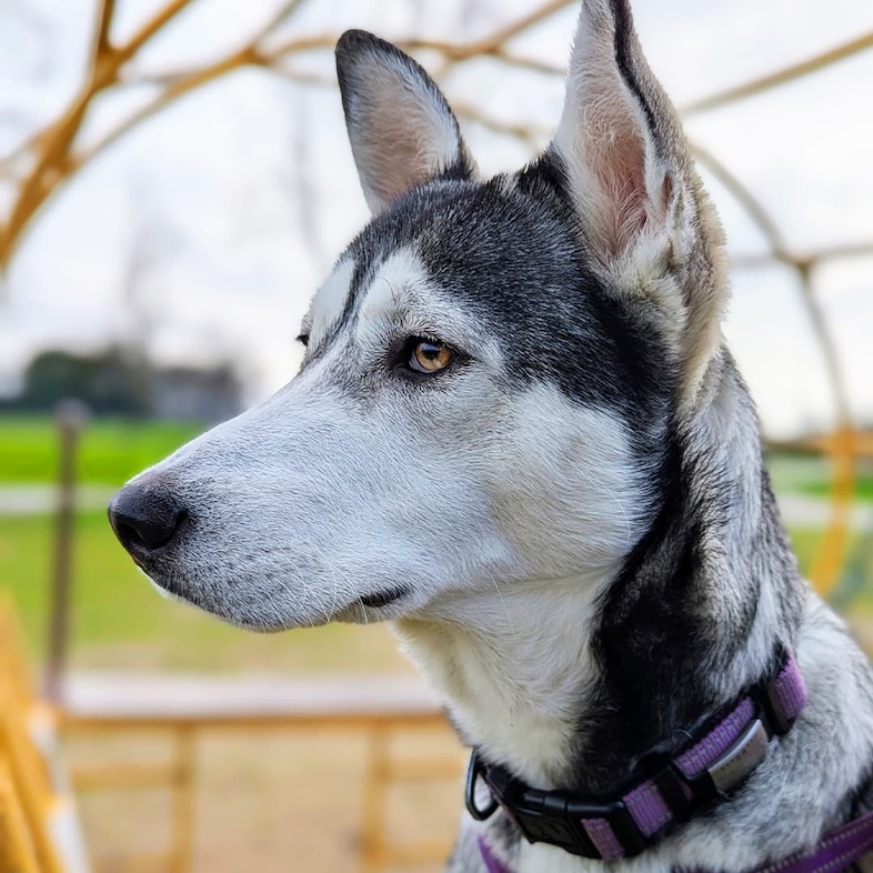 A side view of a white and black dog wearing a purple harness while sitting outside in a park.