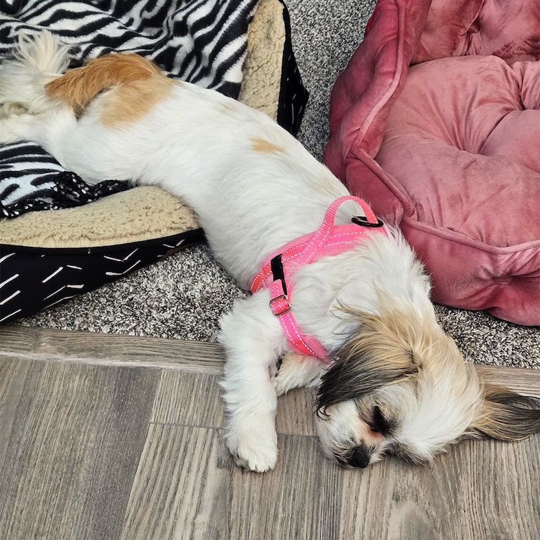 A tan and white shih tzu dog asleep with half its body sprawled out across a dog bed and the other half lying on the floor.