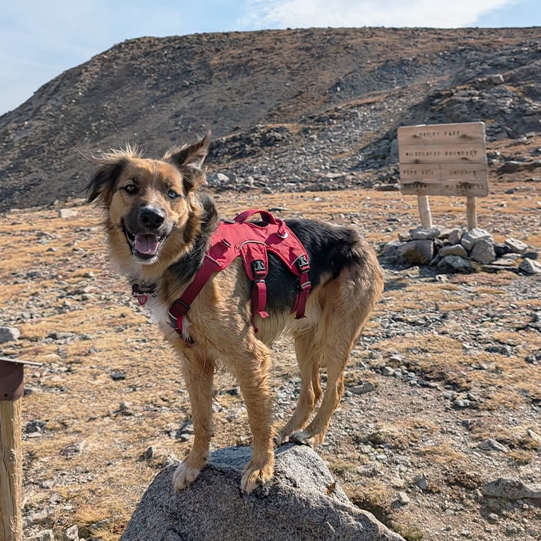 A black, tan and white border collie wearing a bright red vest while standing on top of a large rock near a rocky hillside.