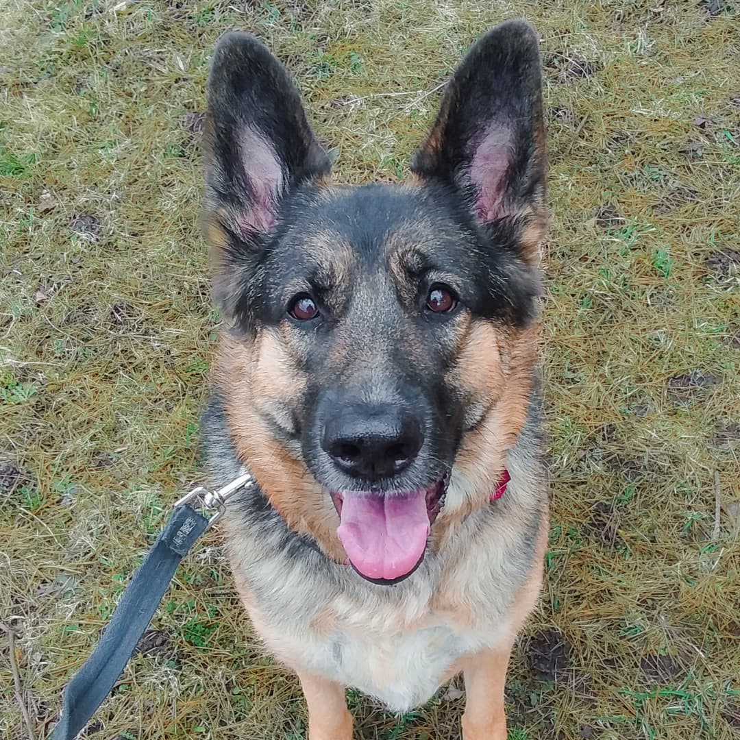 A close-up of a black and tan German shepherd dog sitting outside in the grass.