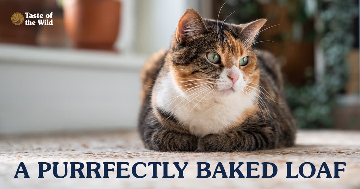 A close-up of a brown, orange and white cat lying on a rug in the loaf position.