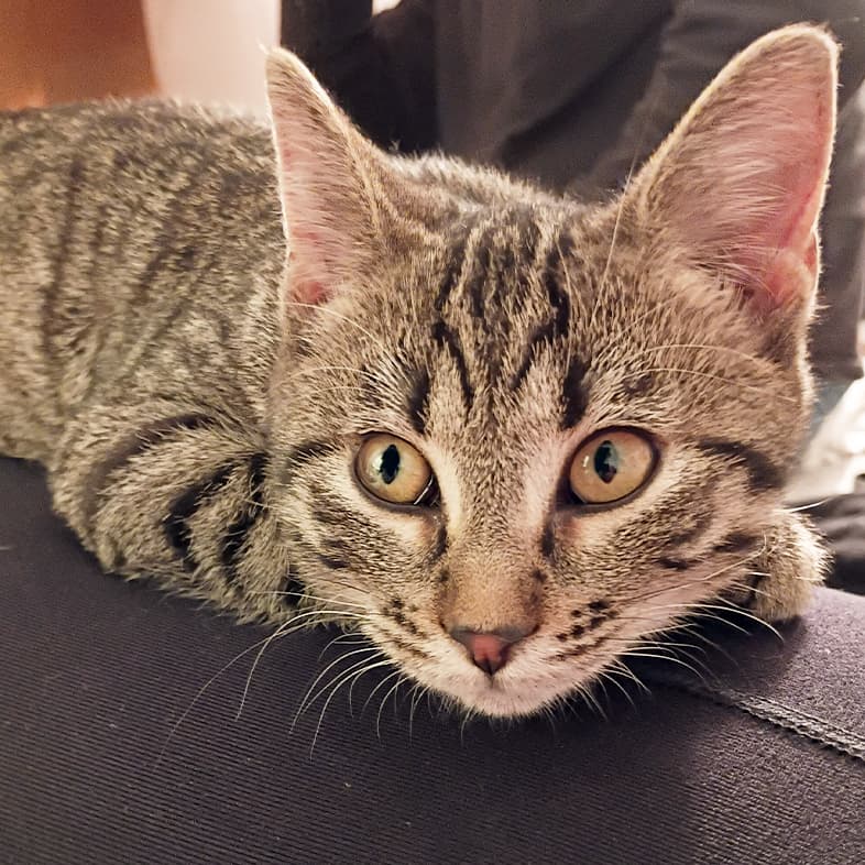 A close-up of a gray and black striped cat lying comfortably on the leg of their owner.