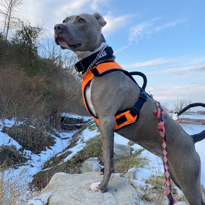 A close-up of a gray and white American staffordshire terrier dog wearing a bright orange vest and a black collar while posing with its two front paws up on a large rock.