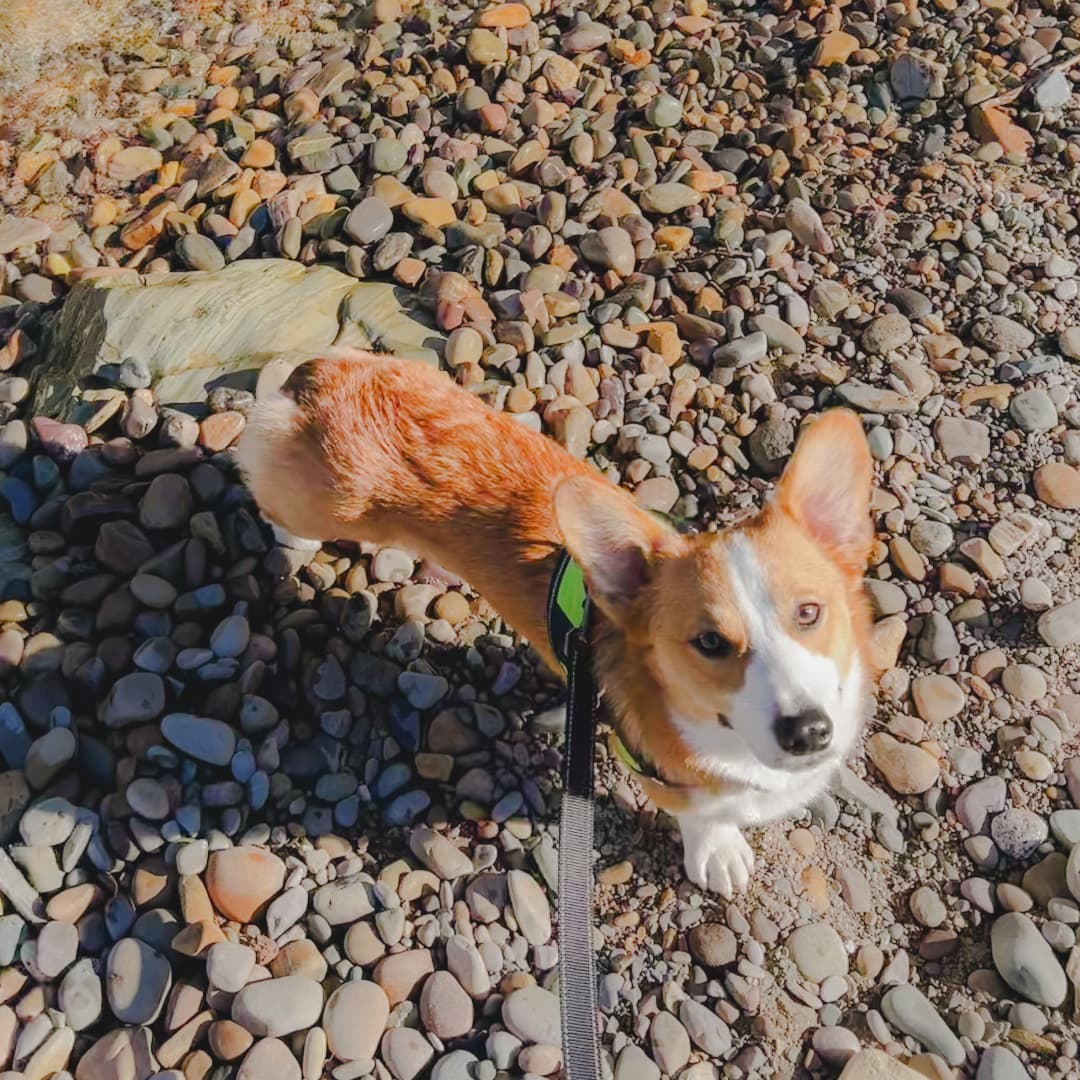 A close-up of a tan and white corgi dog standing on a rocky shoreline with water in the background.
