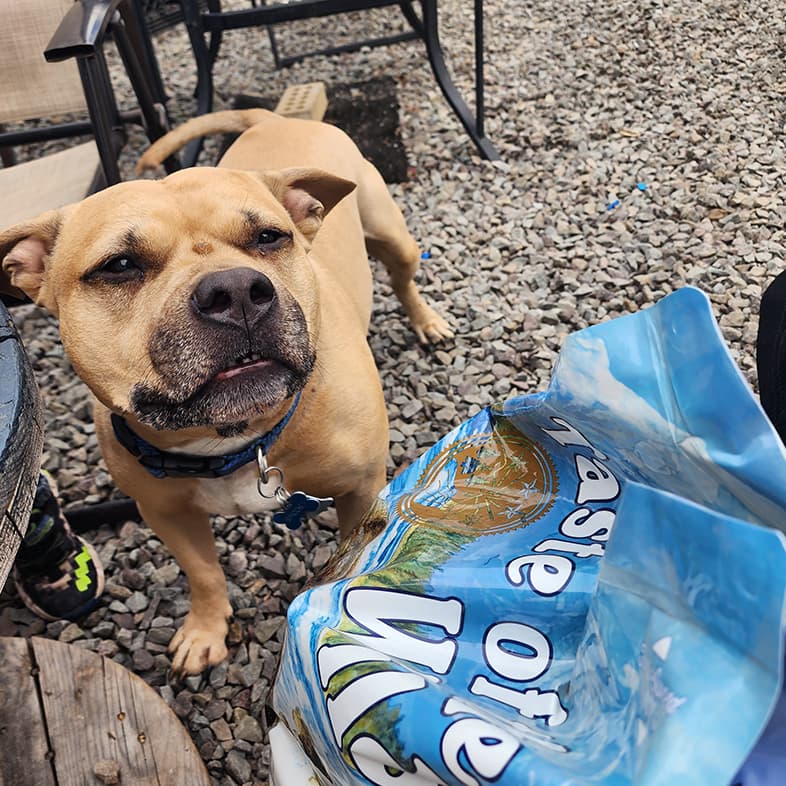 A close-up of a tan and white pit bull dog standing outside near a table and chairs next to a bag of Taste of the Wild dog food.