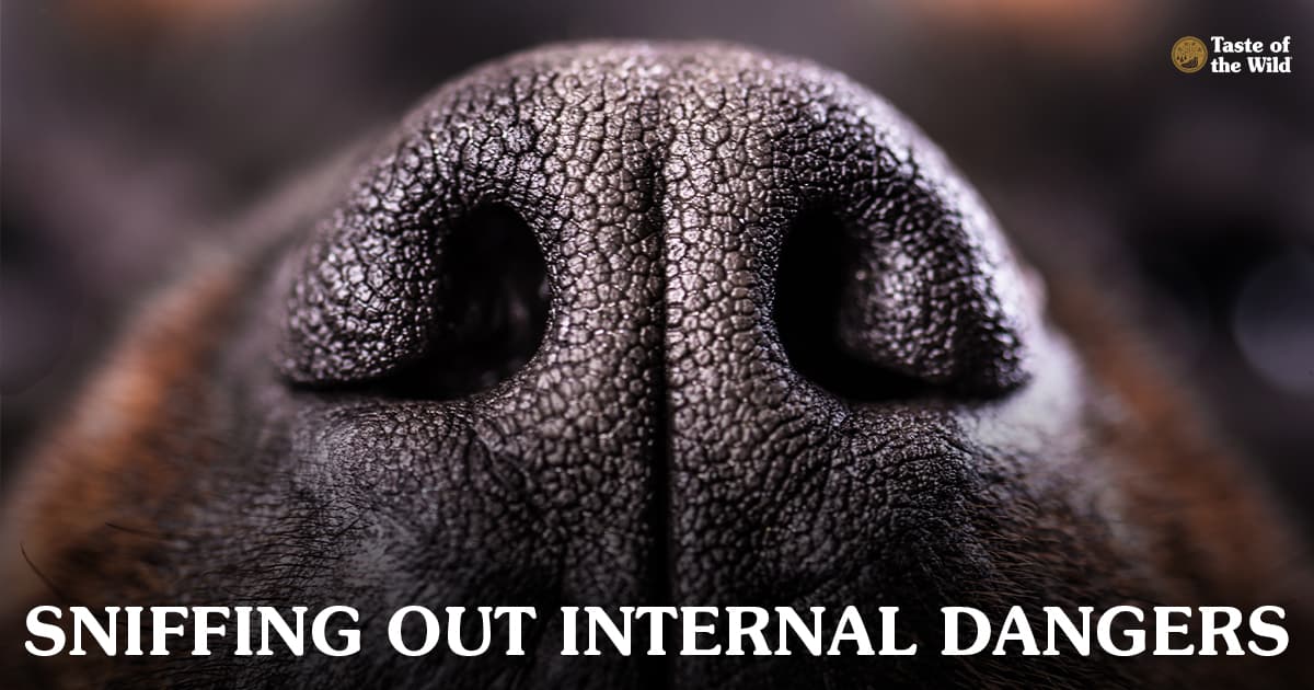 An extreme close-up of a dog’s nose and nostrils, showing the unique skin texture.