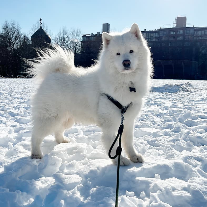 A fluffy, white Samoyed dog with a black collar and leash standing outside in the snow on a sunny day.