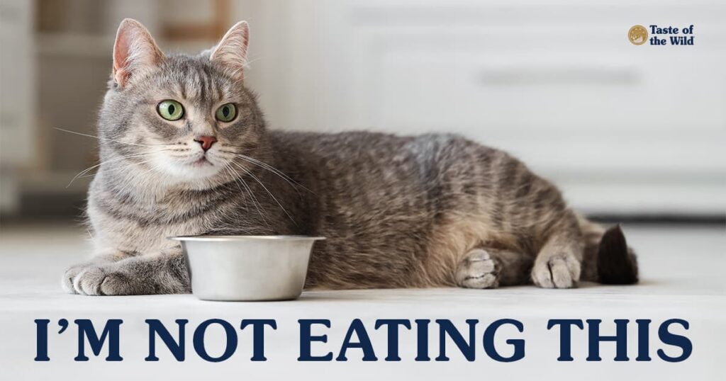 A gray and white cat with green eyes lying on the floor next to a metal cat food bowl.