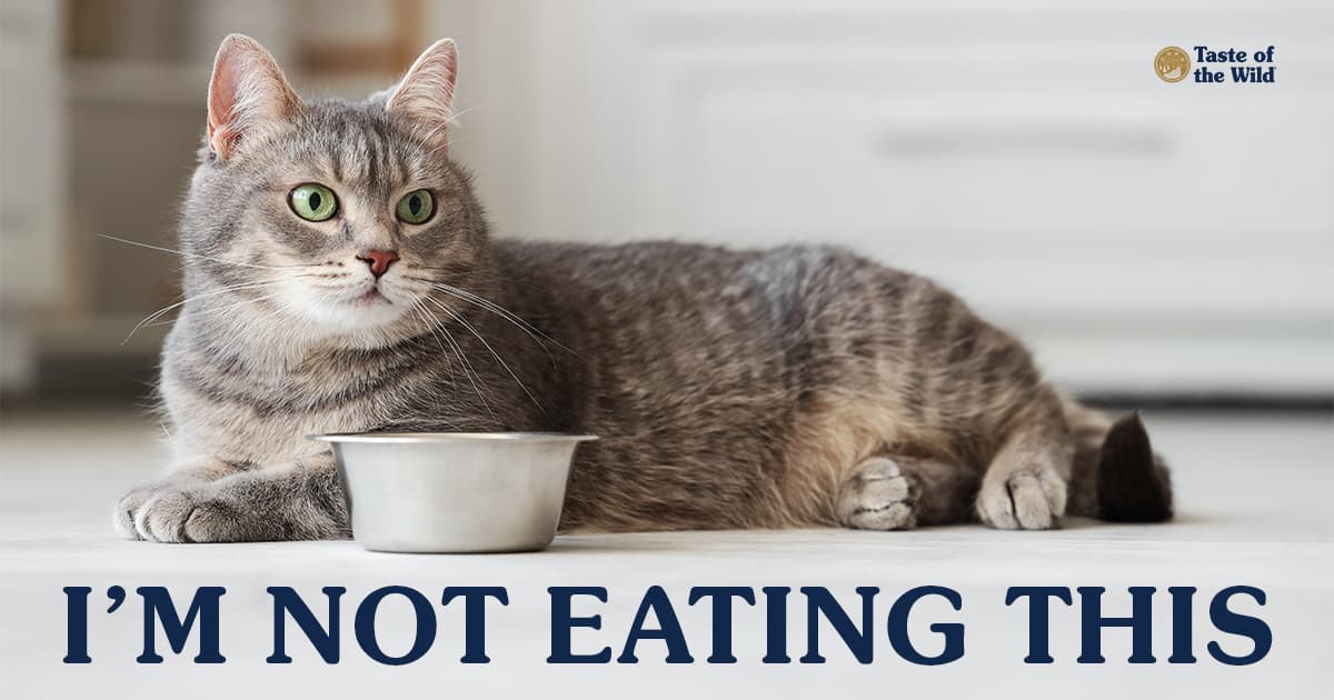 A gray and white cat with green eyes lying on the floor next to a metal cat food bowl.