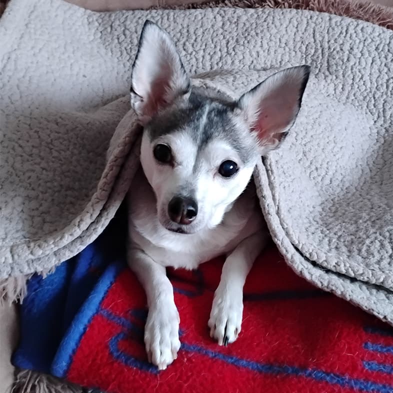 A small black and white dog lying in a pile of blankets with its head and two front paws peeking out.