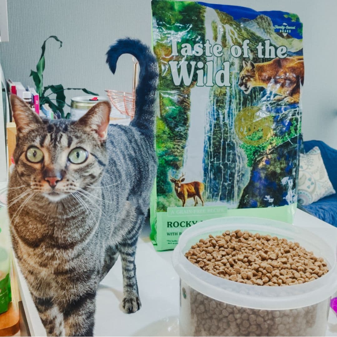 A tan-and-black-striped domestic shorthair cat standing next to a tall plastic bin full of cat food and a bag of Rocky Mountain Feline Recipe with Roasted Venison & Smoke-Flavored Salmon in the background.
