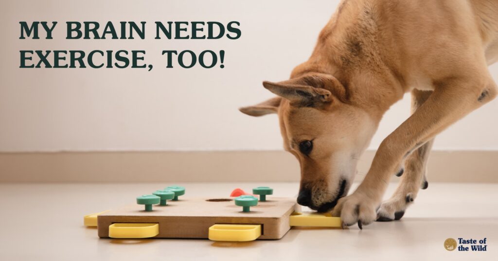 A tan dog playing with an interactive treat-dispensing puzzle on the floor.