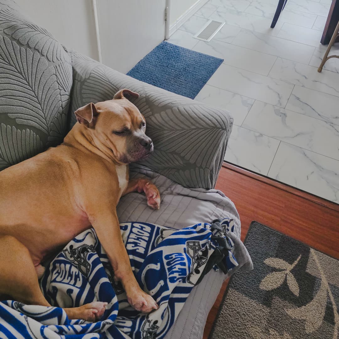 A tan and white bull terrier dog sleeping comfortably on a gray couch.