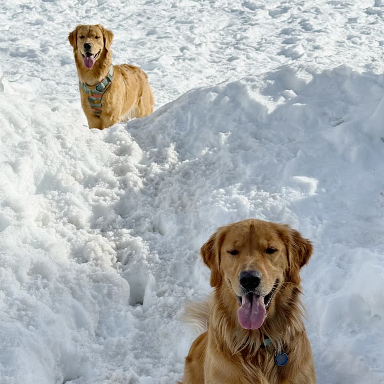 Two happy golden retriever dogs playing in deep snow on a bright, sunny day.