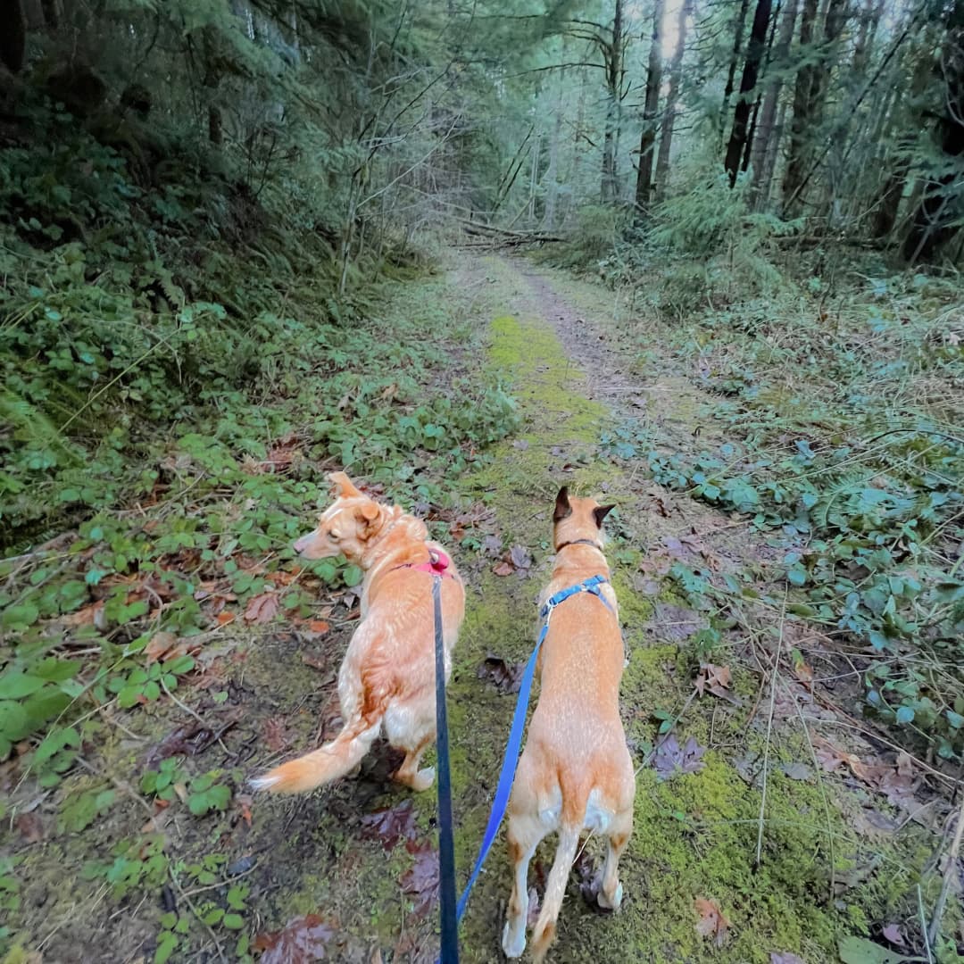 Two tan and white dogs walking on a hiking trail in the woods surrounded by green trees and shrubbery.