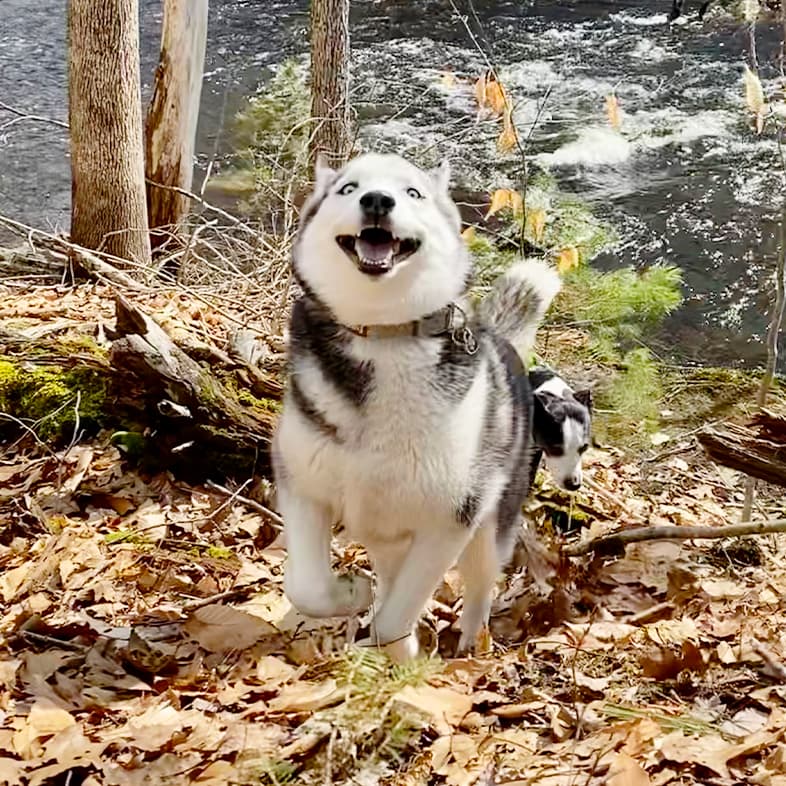 A white and black Siberian husky happily trotting through the trees in the woods near a stream.