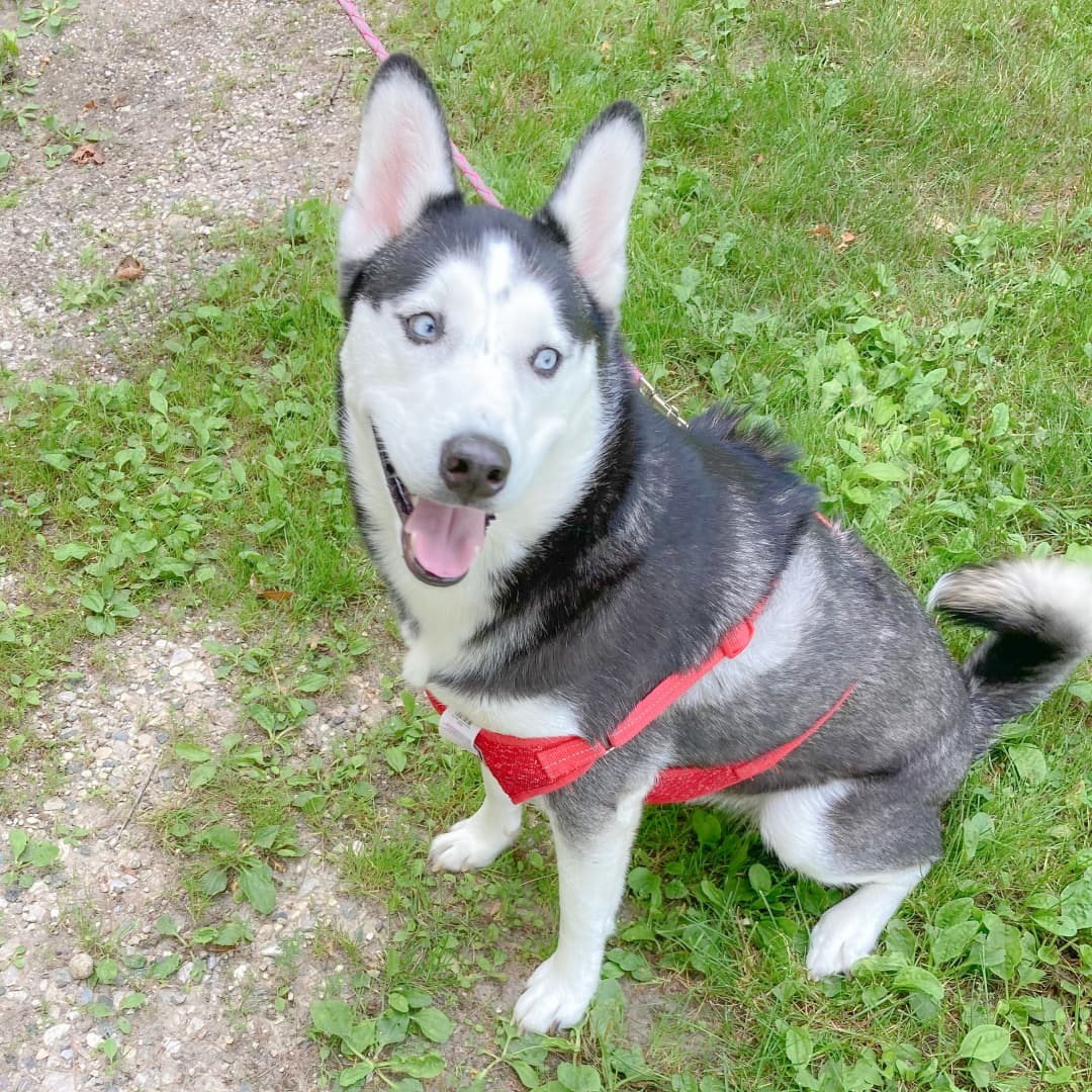 A white and black Siberian husky with pale blue eyes wearing a red harness while sitting outside in green grass.