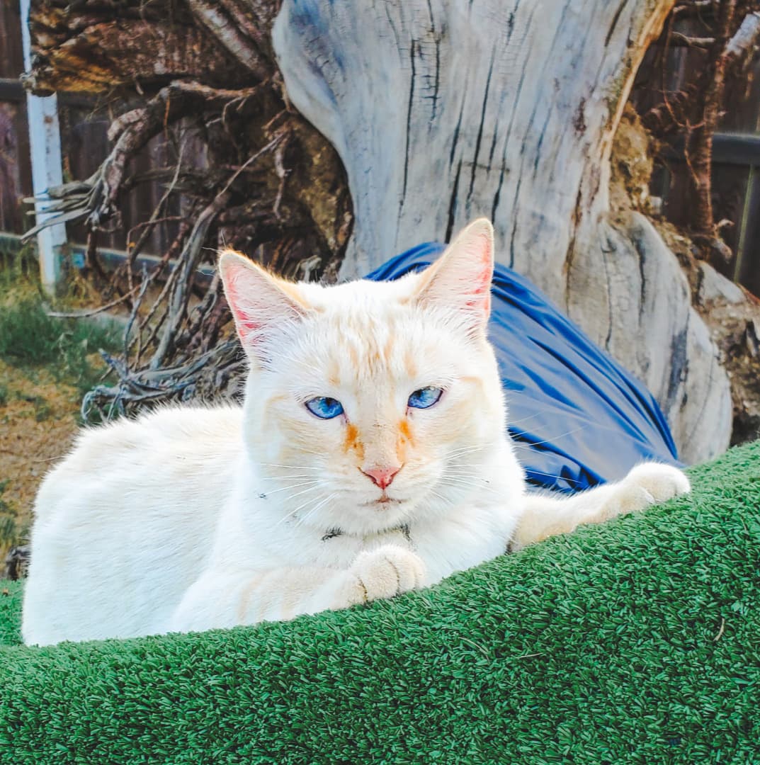 A white cat with tan stripes and bright blue eyes lying comfortably outside on fake green grass with a fallen tree in the background.