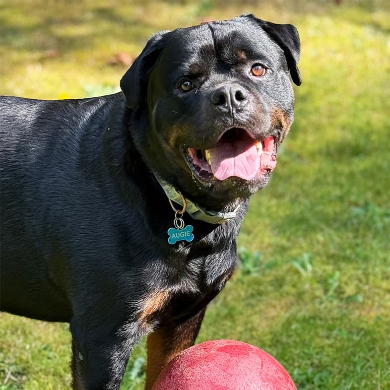 A close-up of a black and tan Rottweiler dog standing outside in green grass with a big red ball at its feet.