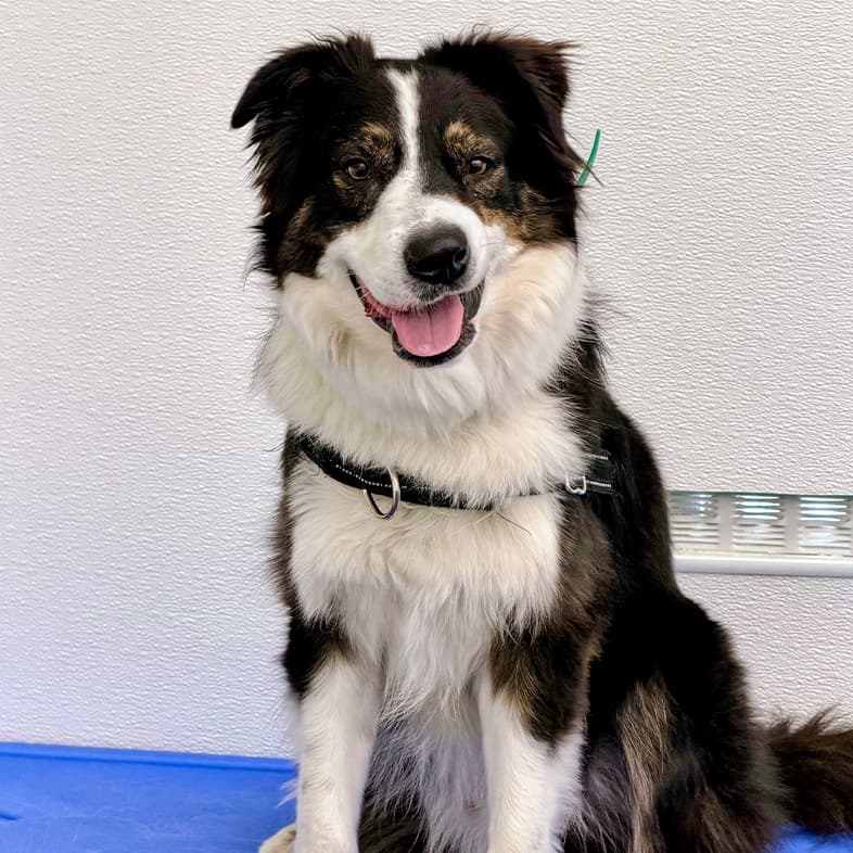 A close-up of a black, tan and white Australian shepherd dog sitting outside on a blue platform.
