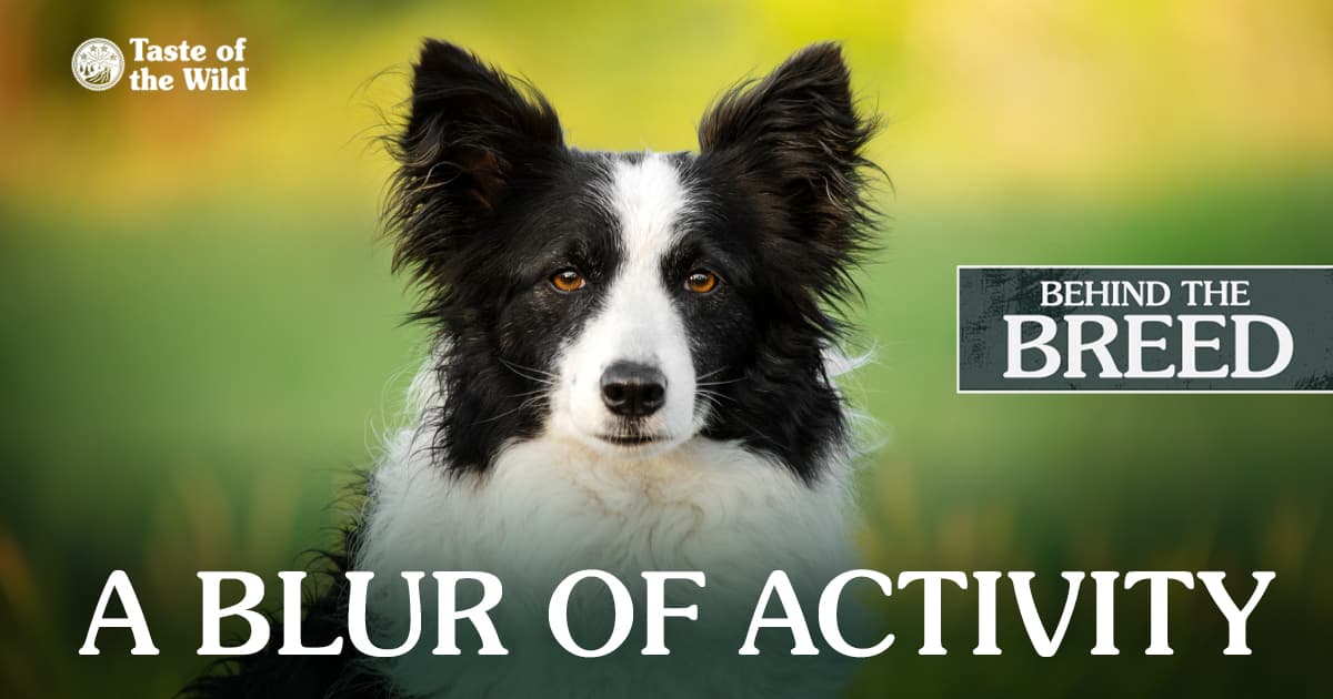 A close-up of a white and black border collie sitting upright outside in the sun.