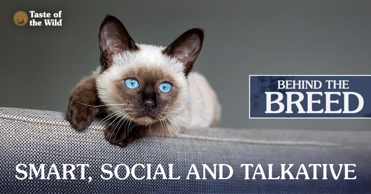 A Siamese kitten with bright blue eyes and dark brown markings resting on the back of a beige sofa.