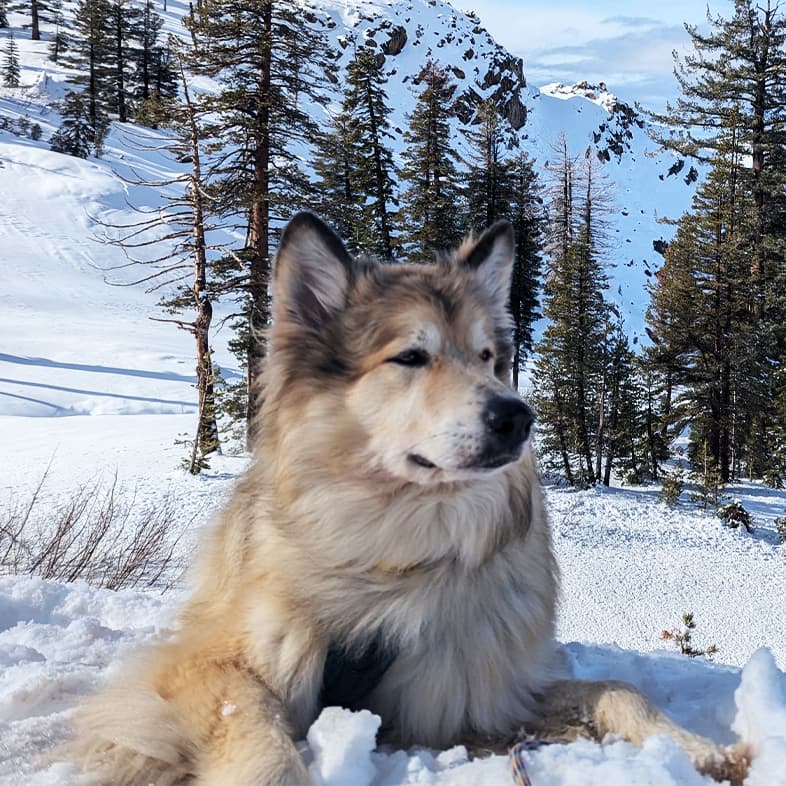 A tan and black Alaskan malamute husky lying comfortably in the snow with pine trees and mountains in the background.