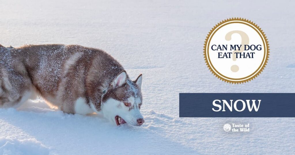 A tan and white Siberian husky biting into deep snow in a frost-covered field.