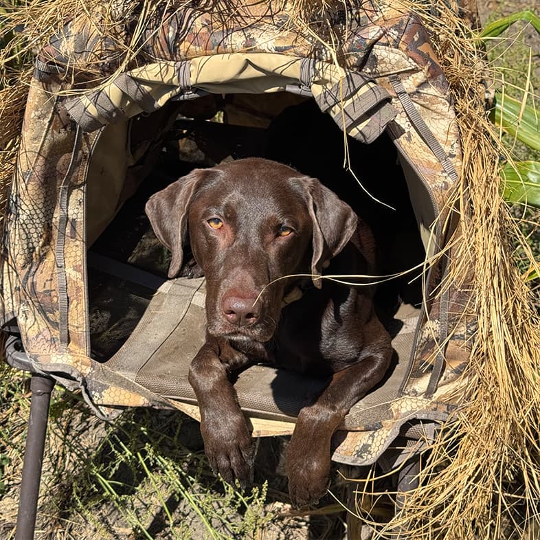 A young chocolate Labrador retriever lying comfortably in a camouflaged hunting blind that is covered in dried grass and brush.