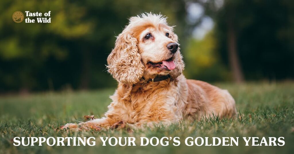An aging cocker spaniel dog with curly fur lying down on green grass in a park.