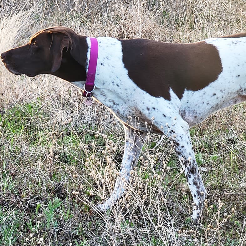 A brown and white German shorthaired pointer wearing a bright pink collar while standing in a field of tall, dry grass.