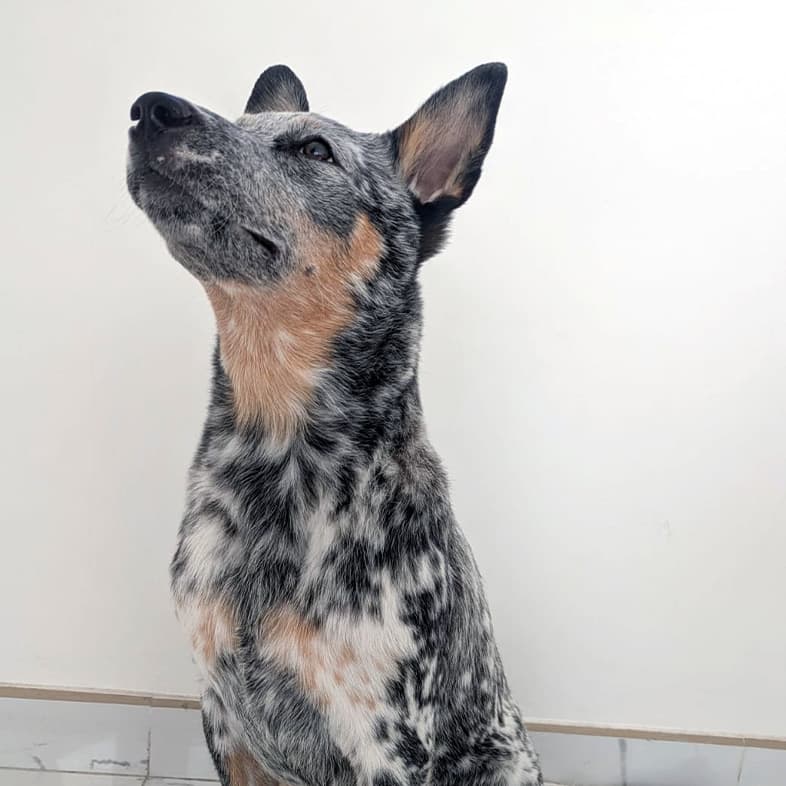 A close-up of a black, white and tan Australian cattle dog sitting calmly on a tiled floor.